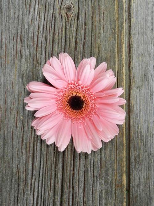 INTENZZ  LIGHT PINK GERBERAS